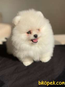Pomeranian Boo Teddy Face Mini Erkek Yavrumuz 3