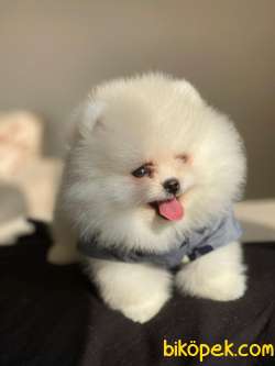 Pomeranian Boo Teddy Face Mini Erkek Yavrumuz 1