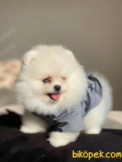 Pomeranian Boo Teddy Face Mini Erkek Yavrumuz 4