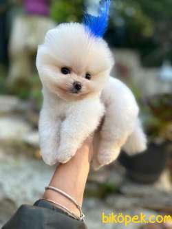 Pomeranian Boo Teddy Face Mini Erkek Yavrumuz 4