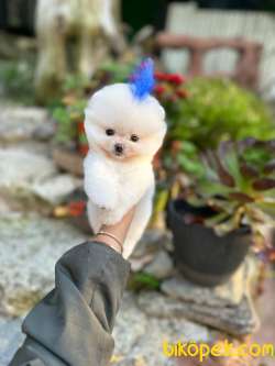 Pomeranian Boo Teddy Face Mini Erkek Yavrumuz 2