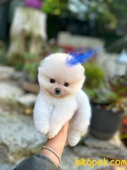 Pomeranian Boo Teddy Face Mini Erkek Yavrumuz 3