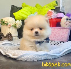 Pomeranian Boo Teddy Face Mini Yavrularımız 1