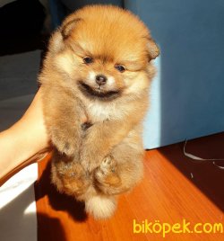 Pomeranian Boo Teddy Face Mini Yavrularımız 5