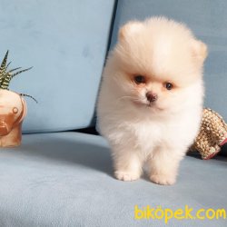 Pomeranian Boo Teddy Face Mini Yavrularımız 3
