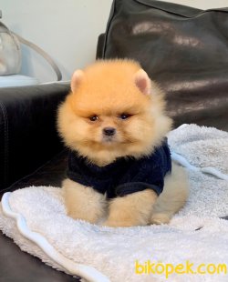 Pomeranian Boo Teddy Face Mini Yavrularımız 4