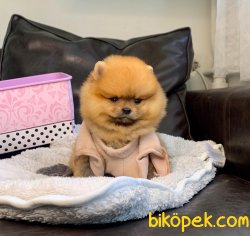Pomeranian Boo Teddy Face Mini Yavrularımız 2