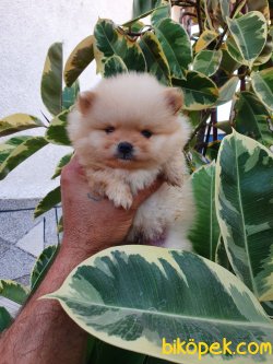 Pomeranian Boo Teddy Surat Ayicik Tip Yavrular 4