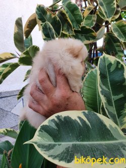 Pomeranian Boo Teddy Surat Ayicik Tip Yavrular 5
