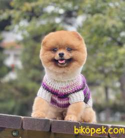 Pomeranian Boo Teddy Surat Safkan 5