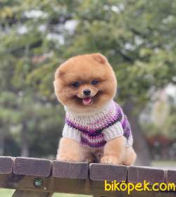 Pomeranian Boo Teddy Surat Safkan 3