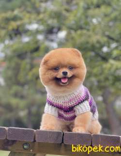 Pomeranian Boo Teddy Surat Safkan 4