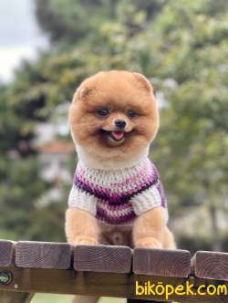Pomeranian Boo Teddy Surat Safkan 1
