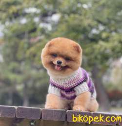 Pomeranian Boo Teddy Surat Safkan 2
