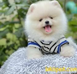 Pomeranian Boo Teddy Surat Yavrular 1
