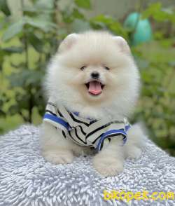 Pomeranian Boo Teddy Surat Yavrular 3