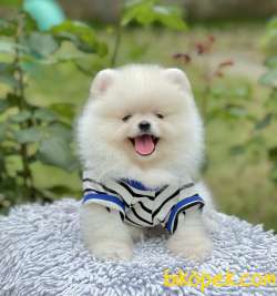 Pomeranian Boo Teddy Surat Yavrular 2