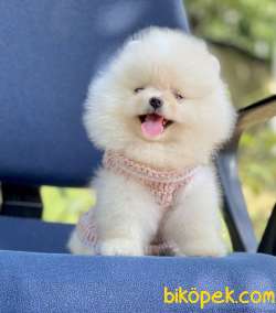 Pomeranian Boo Teddy Surat Yavrular 2