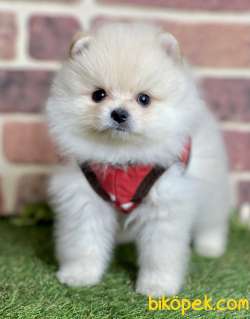 Pomeranian Boo  Teddy Surat Yavrularımız 1