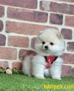 Pomeranian Boo  Teddy Surat Yavrularımız 4