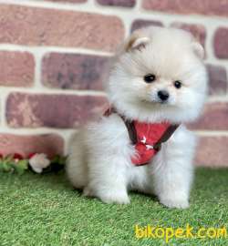 Pomeranian Boo  Teddy Surat Yavrularımız 3
