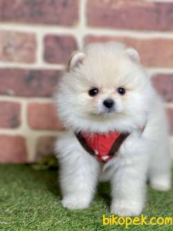 Pomeranian Boo  Teddy Surat Yavrularımız 2