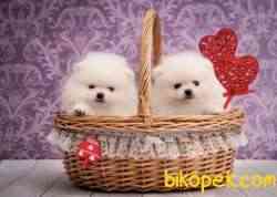 Pomeranian Boo Teddy Surat Yavrularımız 1
