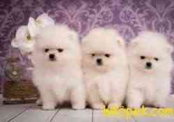 Pomeranian Boo Teddy Surat Yavrularımız 5