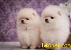 Pomeranian Boo Teddy Surat Yavrularımız 2