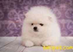 Pomeranian Boo Teddy Surat Yavrularımız 4