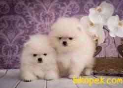 Pomeranian Boo Teddy Surat Yavrularımız 3