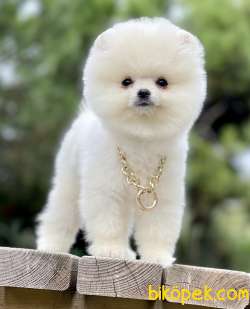 Pomeranian Boo Teddy Surat Yavrularımız 3