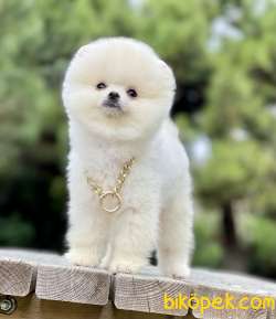 Pomeranian Boo Teddy Surat Yavrularımız 5