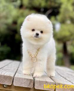 Pomeranian Boo Teddy Surat Yavrularımız 1