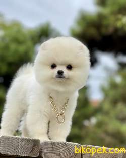 Pomeranian Boo Teddy Surat Yavrularımız 4