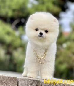 Pomeranian Boo Teddy Surat Yavrularımız 2