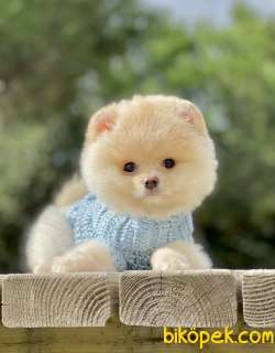 Pomeranian Boo Teddy Surat Yavrularımız 1