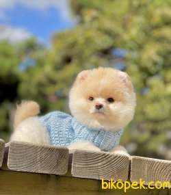 Pomeranian Boo Teddy Surat Yavrularımız 3