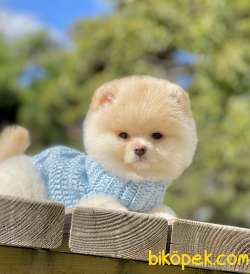 Pomeranian Boo Teddy Surat Yavrularımız 4