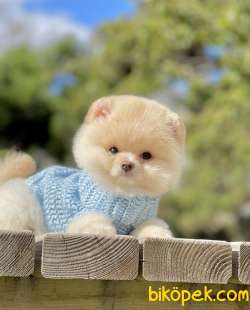 Pomeranian Boo Teddy Surat Yavrularımız 2