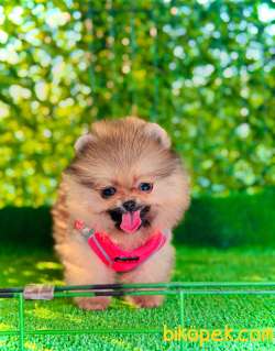 Pomeranian Boo Teddy Surat Yavrularımız