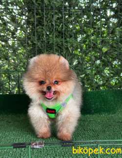 Pomeranian Boo Teddy Surat Yavrularımız 5