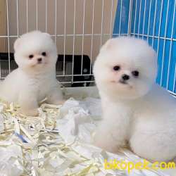 Pomeranian Boo Teddy Suratlı Yavrularımız 1