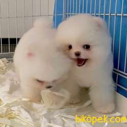 Pomeranian Boo Teddy Suratlı Yavrularımız 2