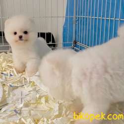 Pomeranian Boo Teddy Suratlı Yavrularımız 3