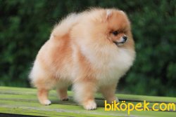 Yetişkin 1 Yaş Pomerian 2