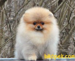 POMERANİAN BOO  TEDDYBEAR 1
