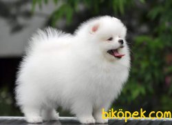 POMERANİAN BOO  TEDDYBEAR 2
