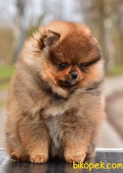 POMERANİAN BOO  TEDDYBEAR 3