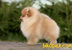 POMERANİAN BOO  TEDDYBEAR 4